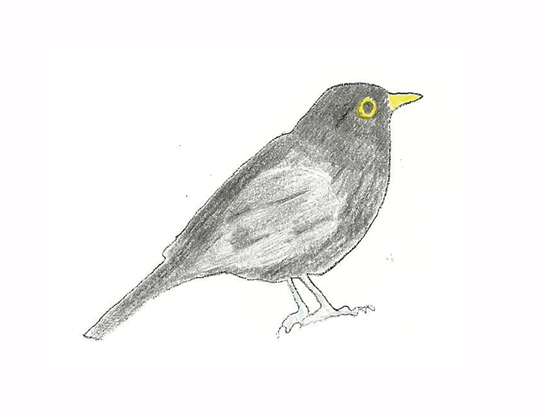 Bird Image