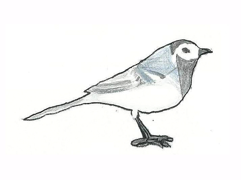 Bird Image