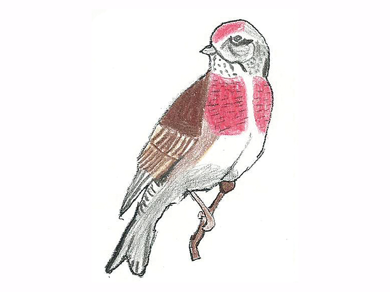 Bird Image