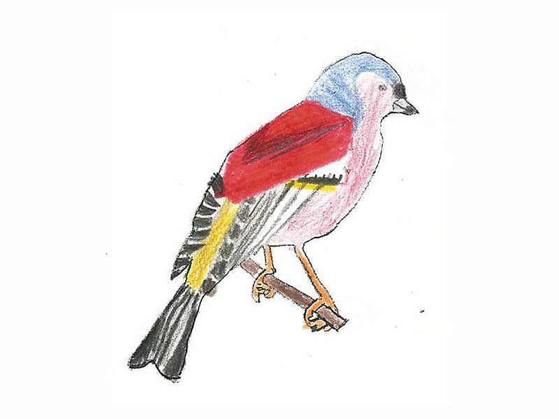 Bird Image