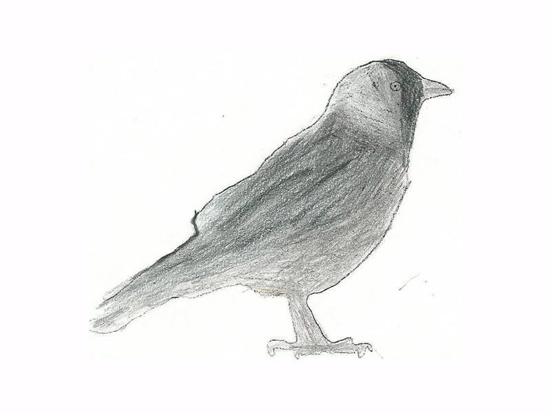 Bird Image