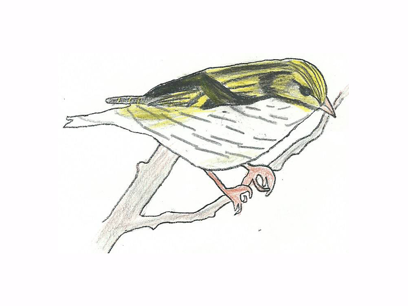 Bird Image