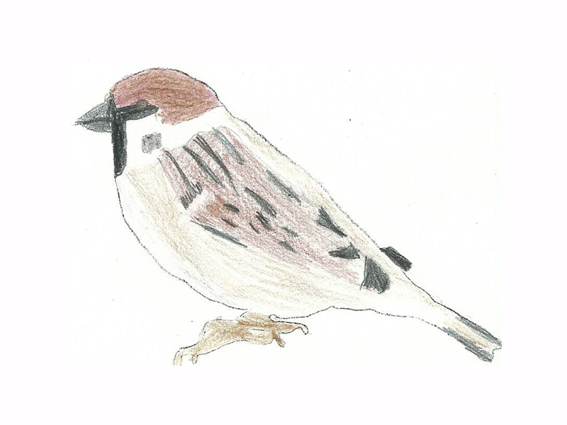 Bird Image