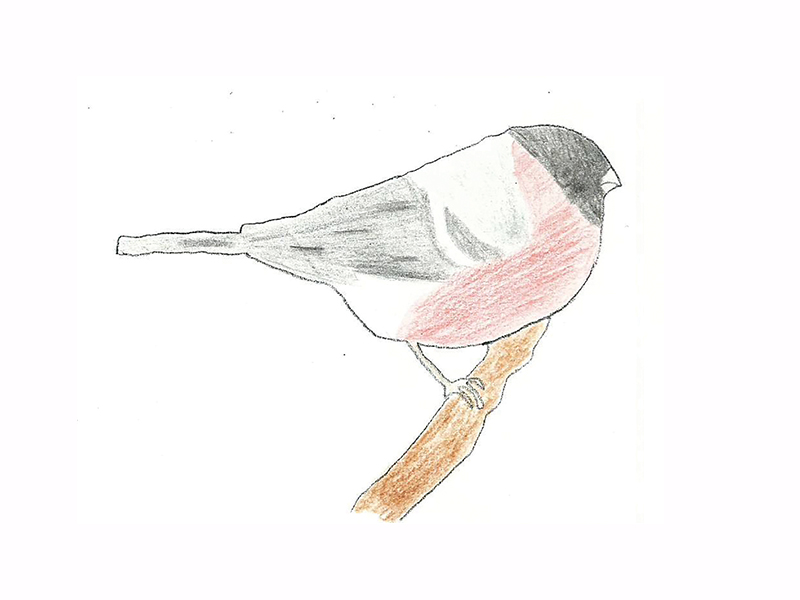 Bird Image