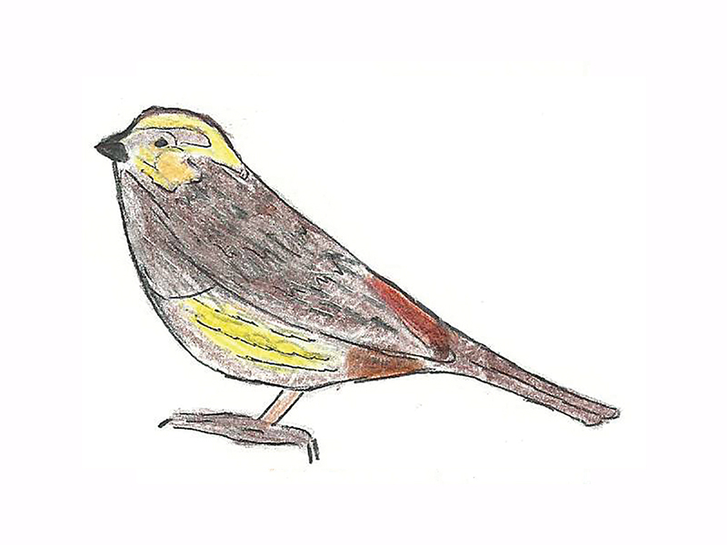 Bird Image