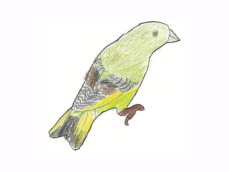 Bird Image