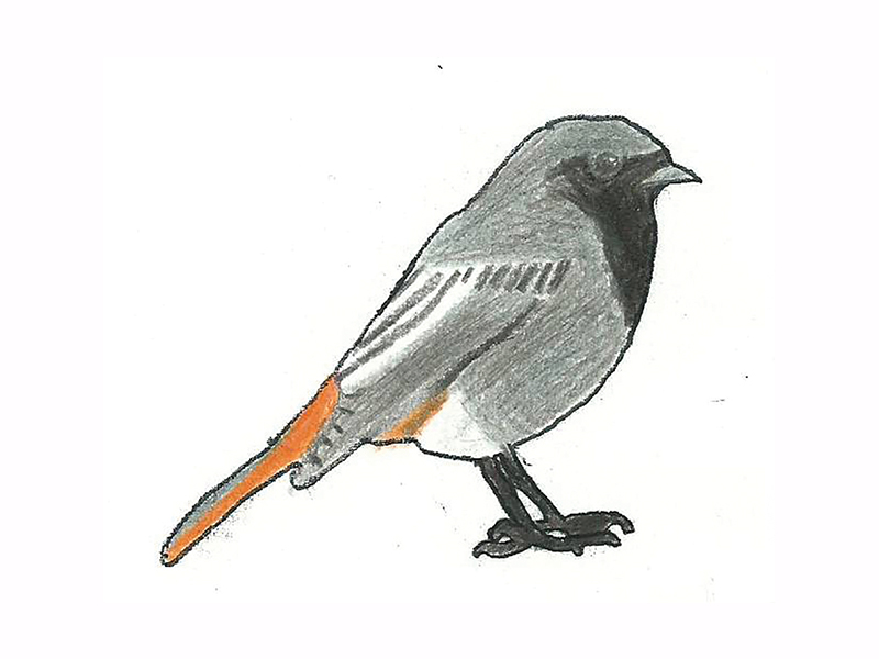 Bird Image