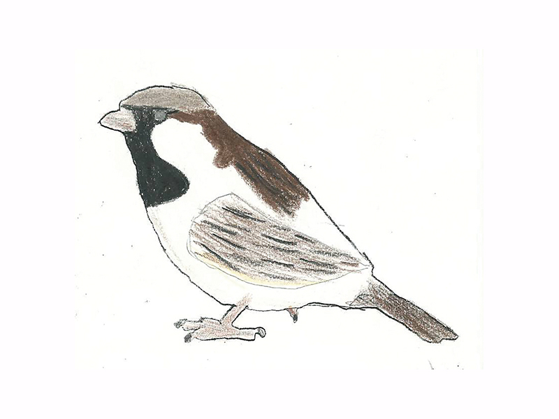 Bird Image