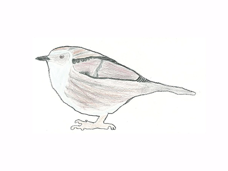 Bird Image