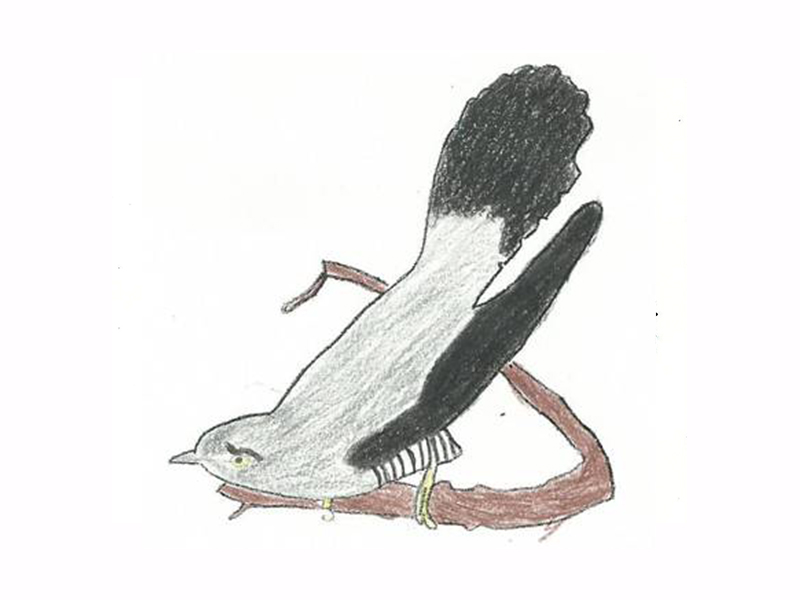 Bird Image