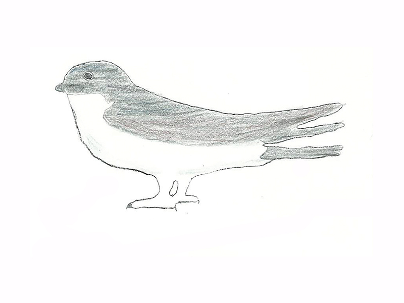 Bird Image