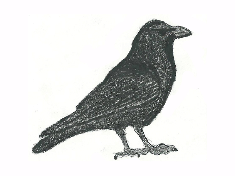 Bird Image