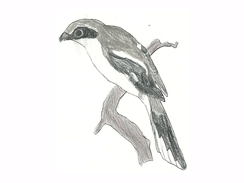Bird Image