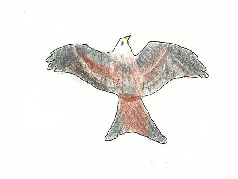 Bird Image