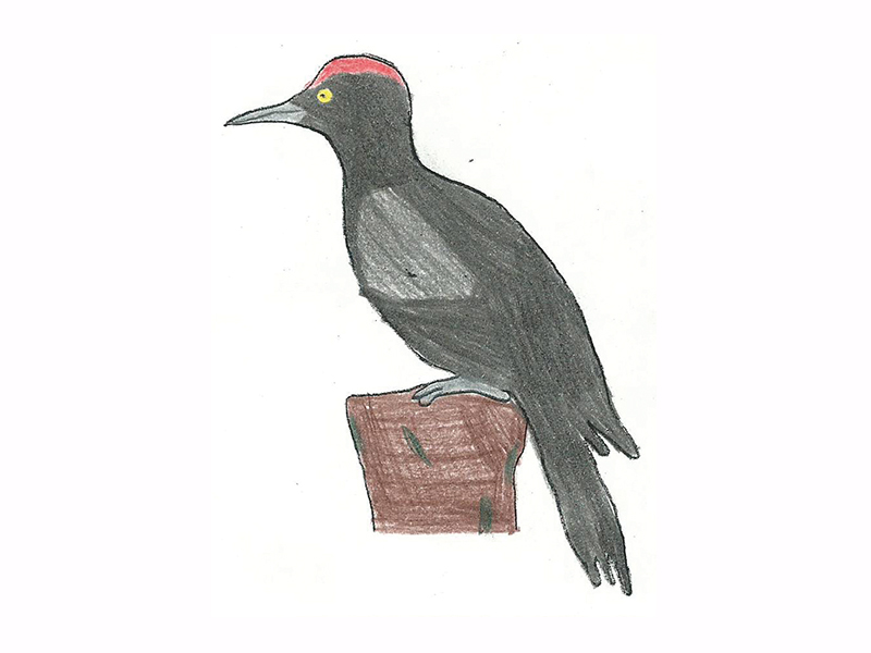 Bird Image