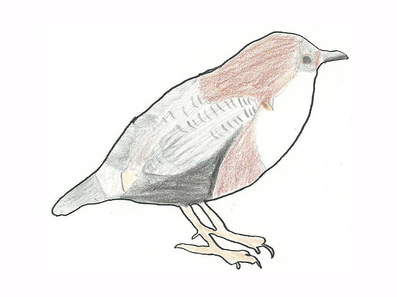 Bird Image