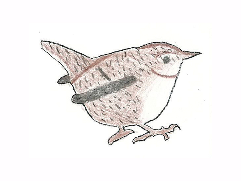 Bird Image